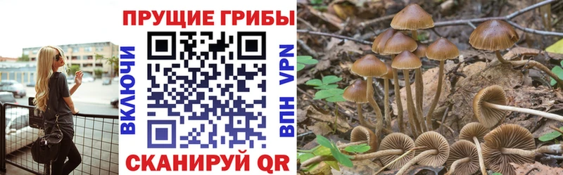 blacksprut ТОР  наркотики  Усть-Лабинск  Псилоцибиновые грибы Psilocybine cubensis 